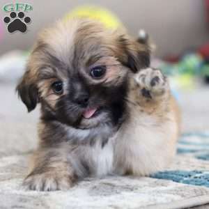 Taylor, Lhasa Apso Puppy